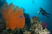 Annella mollis Ambiance Catherine-Kaledupa Island Kalesupa1-20m-20180530-Denis-ADER-DSC_2245_tn